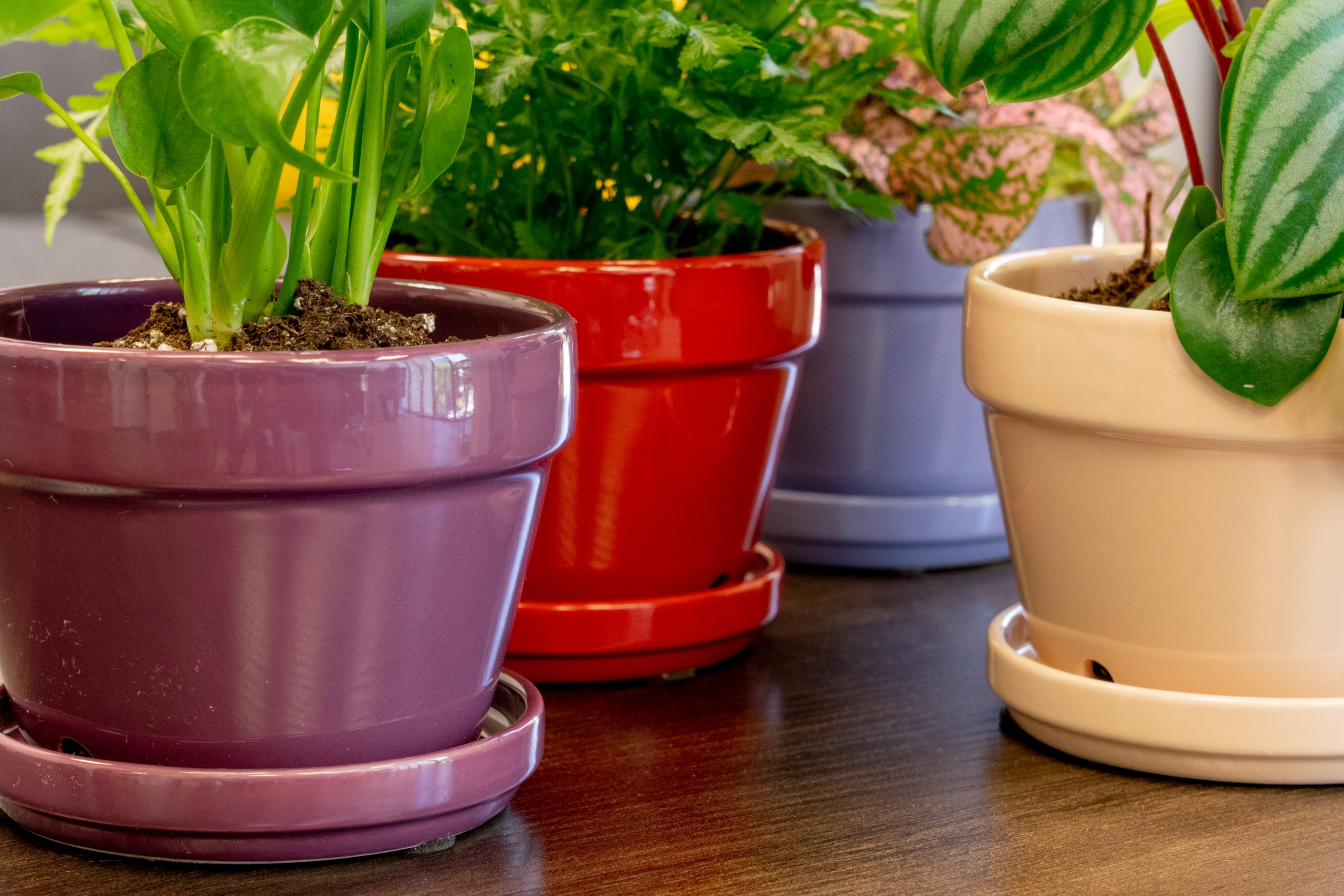 Indoor Planters